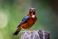 White-throated Rock Thrush Monticola gularis