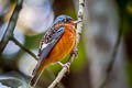 White-throated Rock Thrush Monticola gularis