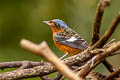 White-throated Rock Thrush Monticola gularis