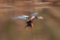 White-winged Duck Asarcornis scutulata