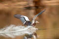 White-winged Duck Asarcornis scutulata