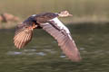 White-winged Duck Asarcornis scutulata