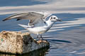 White-winged Tern Chlidonias leucopterus