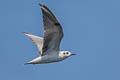 White-winged Tern Chlidonias leucopterus