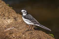 White Wagtail Motacilla alba leucopsis