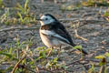 White Wagtail Motacilla alba leucopsis