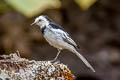 White Wagtail Motacilla alba leucopsis