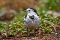 White Wagtail Motacilla alba leucopsis