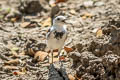 White Wagtail Motacilla alba leucopsis