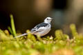 White Wagtail Motacilla alba leucopsis