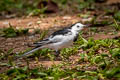 White Wagtail Motacilla alba leucopsis