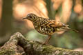 White's Thrush Zoothera aurea aurea