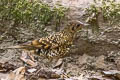 White's Thrush Zoothera aurea aurea