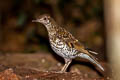 White's Thrush Zoothera aurea aurea