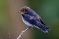 Wire-tailed Swallow Hirundo smithi filifera