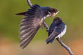 Wire-tailed Swallow Hirundo smithi filifera