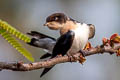 Wire-tailed Swallow Hirundo smithi filifera