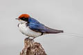 Wire-tailed Swallow Hirundo smithi filifera