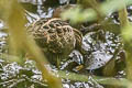 Wood Snipe Gallinago nemoricola