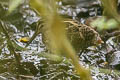 Wood Snipe Gallinago nemoricola