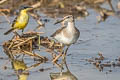 Wood Sandpiper Tringa glareola