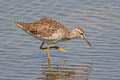 Wood Sandpiper Tringa glareola