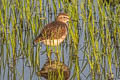 Wood Sandpiper Tringa glareola