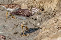 Wood Sandpiper Tringa glareola