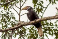 Wreathed Hornbill Rhyticeros undulatus