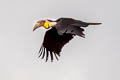 Wreathed Hornbill Rhyticeros undulatus