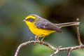 Yellow-bellied Fantail Chelidorhynx hypoxanthus (Yellow-bellied Fairy Fantail)