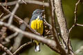 Yellow-bellied Flowerpecker Dicaeum melanozanthum