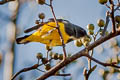 Yellow-bellied Flowerpecker Dicaeum melanozanthum