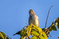 Yellow-bellied Flowerpecker Dicaeum melanozanthum