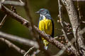 Yellow-bellied Flowerpecker Dicaeum melanozanthum