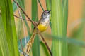 Yellow-bellied Prinia Prinia flaviventris delacouri