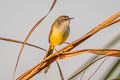 Yellow-bellied Prinia Prinia flaviventris delacouri