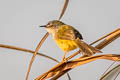 Yellow-bellied Prinia Prinia flaviventris delacouri