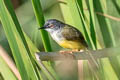 Yellow-bellied Prinia Prinia flaviventris delacouri