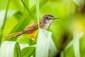 Yellow-bellied Prinia Prinia flaviventris rafflesi