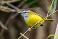 Yellow-bellied Warbler Abroscopus superciliaris superciliaris