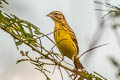 Yellow-breasted Bunting Emberiza aureola ornata