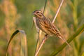 Yellow-breasted Bunting Emberiza aureola ornata