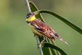 Yellow-breasted Bunting Emberiza aureola ornata