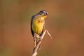 Yellow-breasted Bunting Emberiza aureola ornata