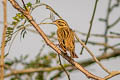 Yellow-breasted Bunting Emberiza aureola ornata