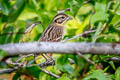 Yellow-breasted Bunting Emberiza aureola ornata