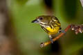 Yellow-breasted Flowerpecker Prionochilus maculatus septentrionalis