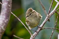 Yellow-browed Tit Sylviparus modestus modestus