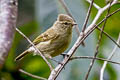 Yellow-browed Tit Sylviparus modestus modestus